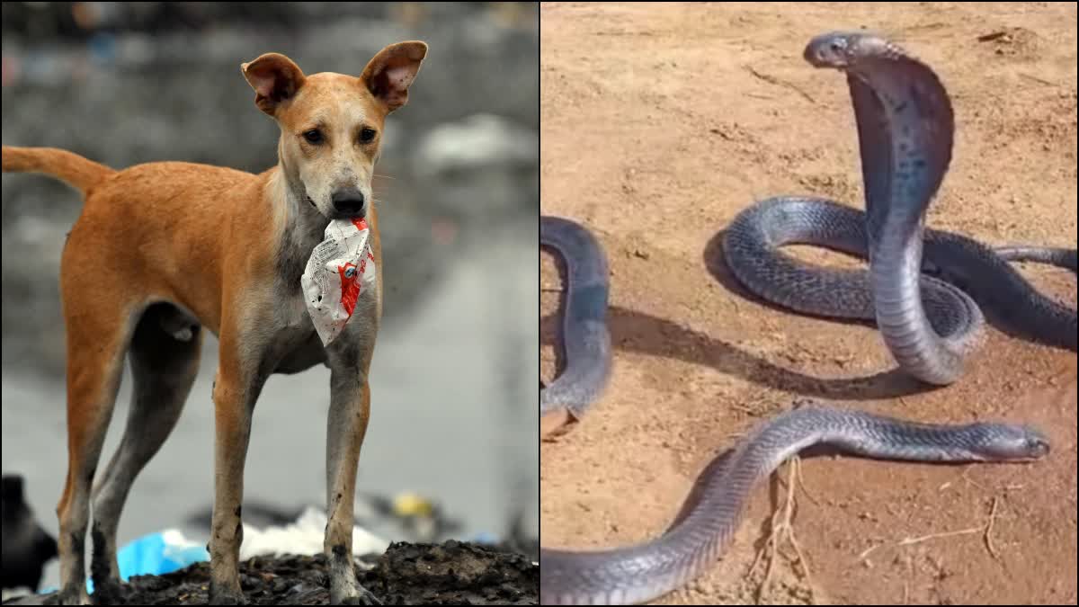 A unique state of India, where not even a single dog or snake will be seen