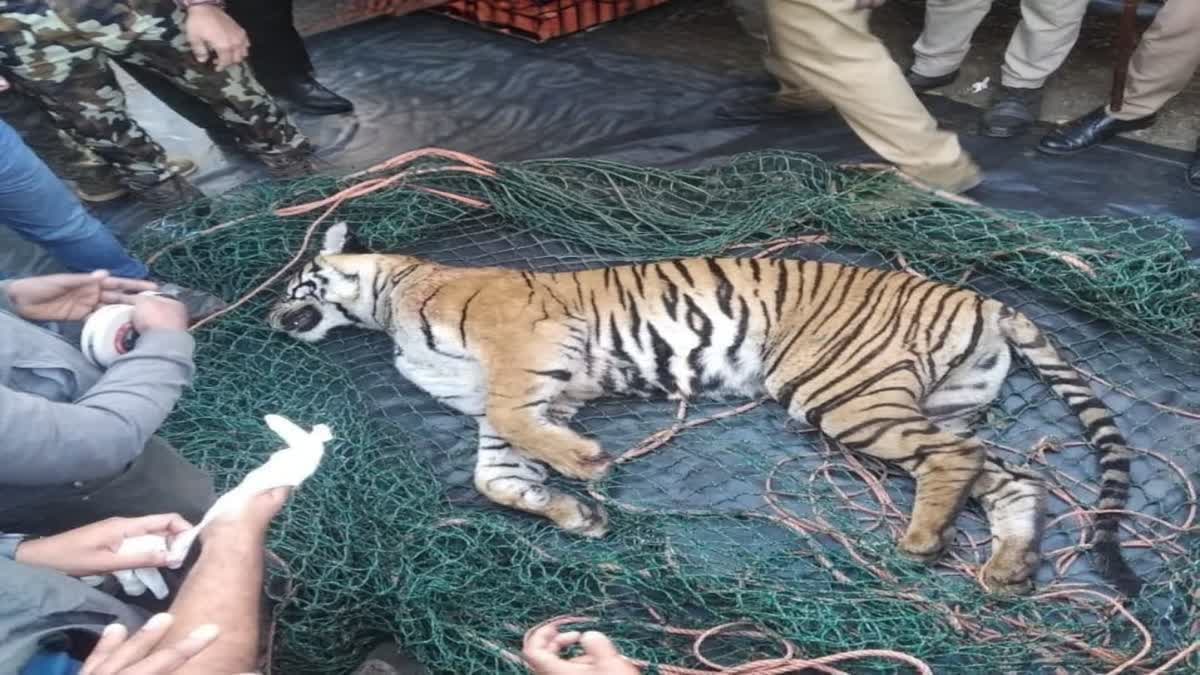 Tiger found dead in Kerala's Wayanad.