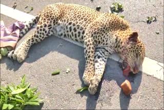 LEOPARD DIED IN SINGANAPALLY  AT NELLORE DISTRICT