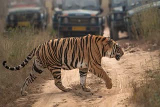 SANJAY TIGER RESERVE SIDHI