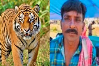 Notorious Tiger Poacher Of Baheliya Gang Held In Maharashtra’s Chandrapur