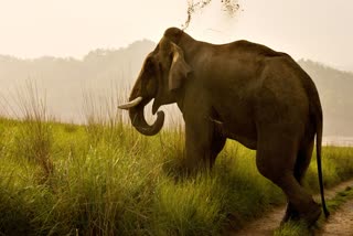 BANDA ELEPHANT DIE IN MANDLA