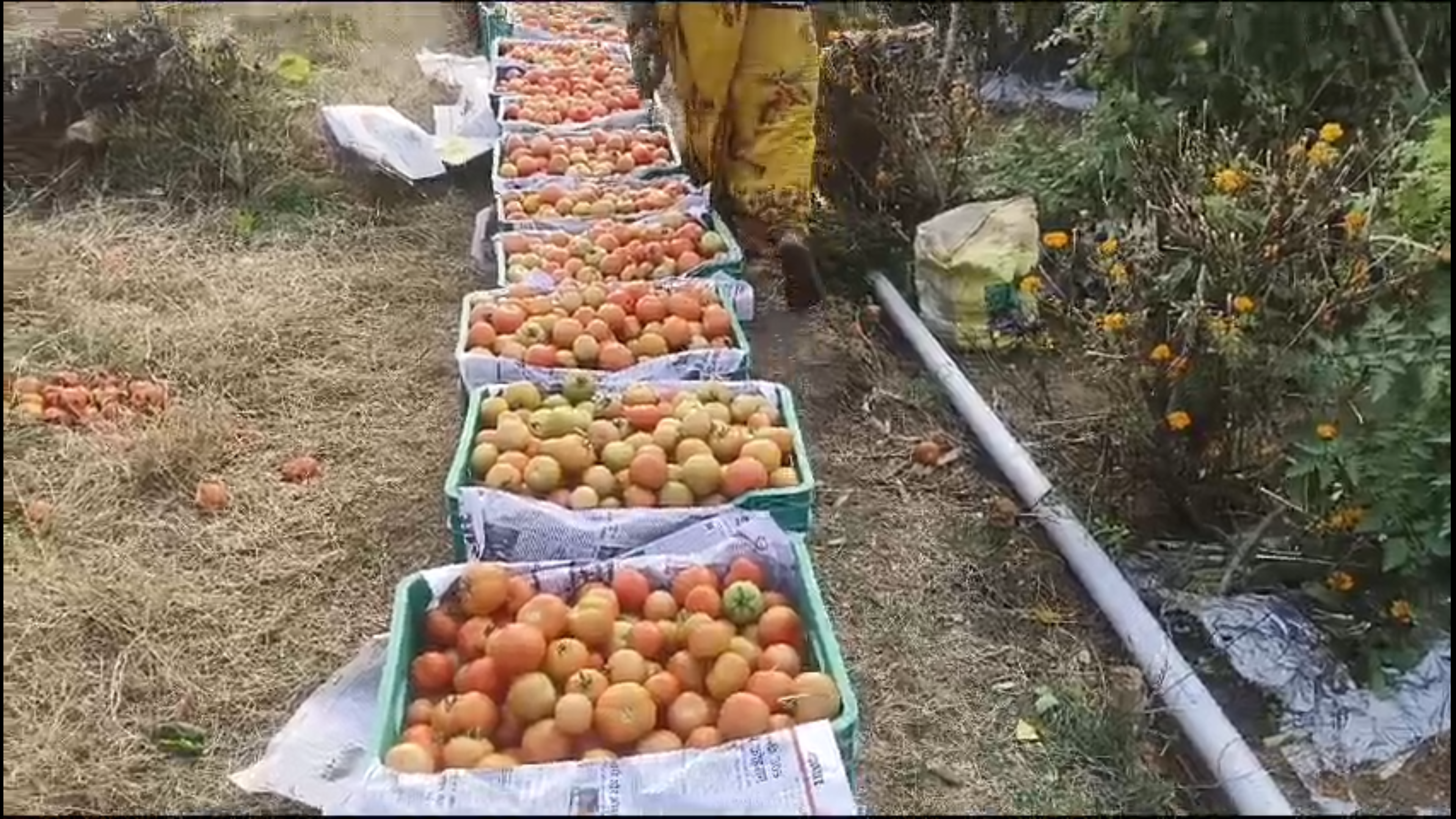 Farmers are getting rich from tomato cultivation