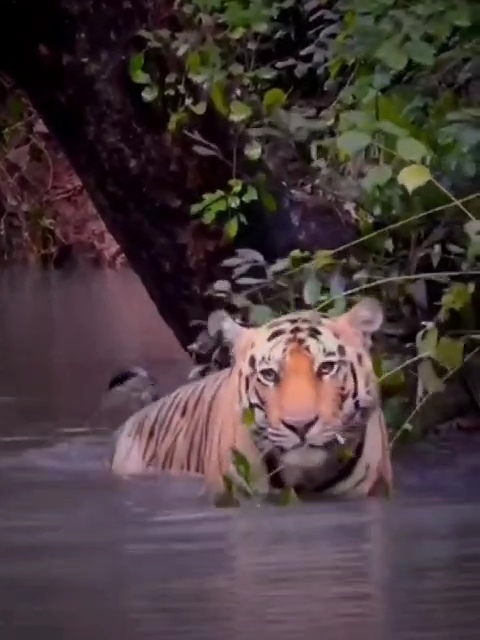 After Prince in Bandipur, a tiger named Bhima is attracting the attention of tourists