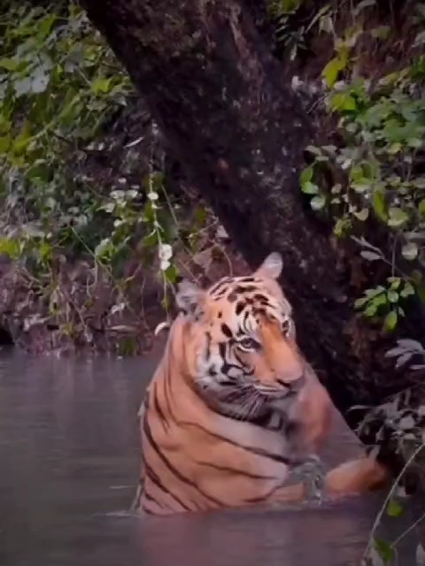 After Prince in Bandipur, a tiger named Bhima is attracting the attention of tourists