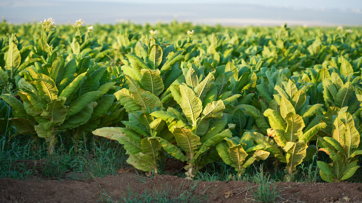 TOBACCO CROP