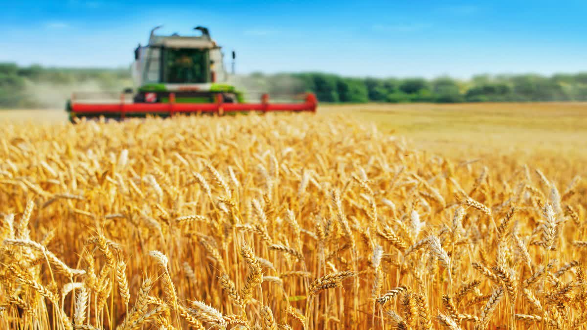 Wheat Production In India