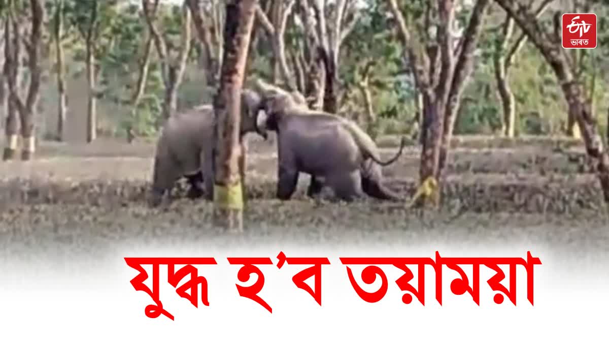 Elephant fight in Golaghat