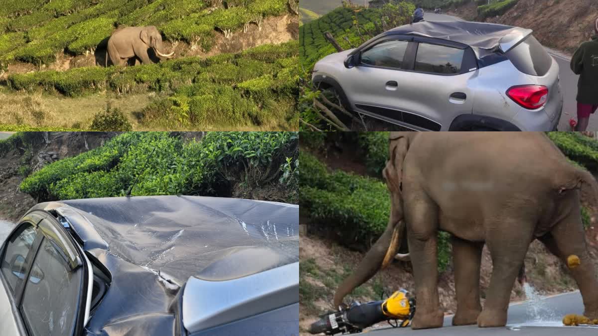 പടയപ്പ wild elephant attack ഇടുക്കി മൂന്നാർ Idukki Munnar കാട്ടാന ആക്രമണം