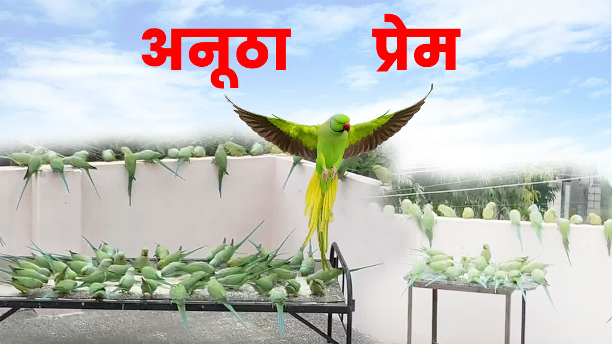 Unique friendship of parrots,  bird lovers of bhilwara