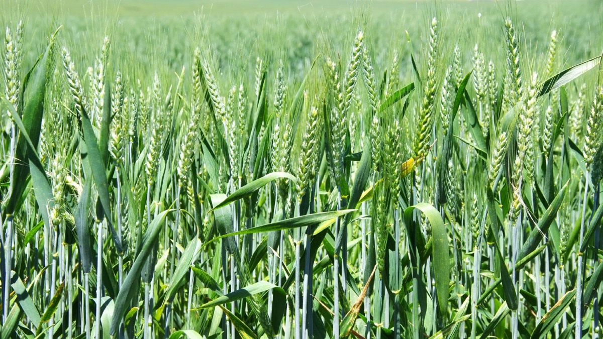 Wheat Production In India