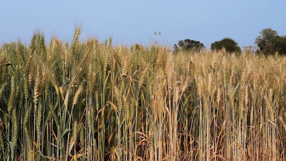 Wheat Production In India