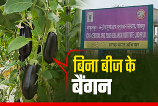 Seedless brinjal grown