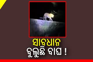 ସତ୍ୟବାଦୀରେ ବାଘ ବୁଲୁଥିବା ଭିଡିଓ ଭାଇରାଲ