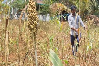 millet cultivation in calicut  ksrtc conductor millet cultivation  മില്ലറ്റ് കൃഷി  millet cultivation  മില്ലറ്റ് കൃഷി കോഴിക്കോട്