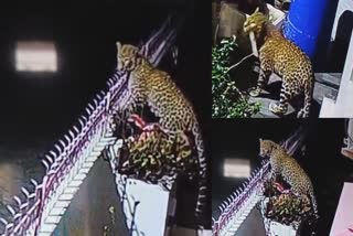 Srikot Leopard Terror