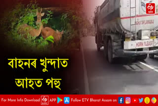 Deer injured in an accident in Kaliabor