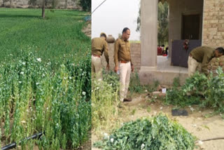 2400 illegal opium saplings seized
