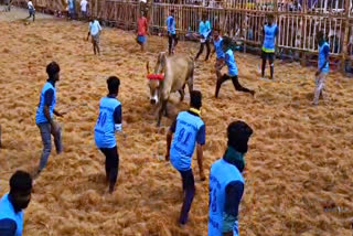 jallikattu competition held at Chillakkudi