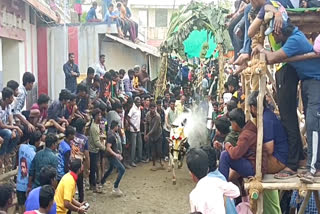 bull race celebrate near Ambur