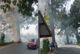 Thamarassery Churam  Forest Caught Fire  താമരശ്ശേരി ചുരം  കാടിന് തീപിടിച്ചു