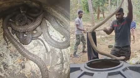 cobras caught from well  6 cobras in Thrissur Velakode well  തൃശൂർ വേളക്കോട് കിണറ്റിൽ മൂർഖൻ  മൂർഖൻ മൂർഖൻ പാമ്പ്  cobras caught from well