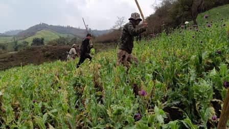 Poppy destruction drive in Manipur