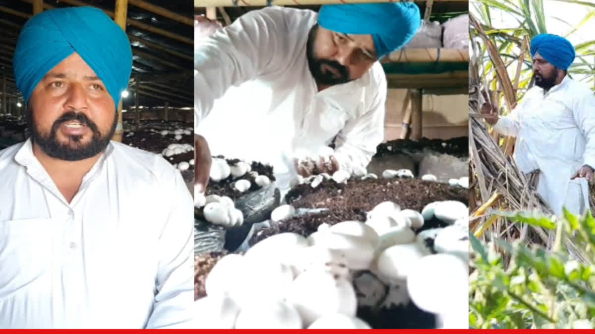 Farmer Sukhpal Singh is earning good profit by growing other crops instead of crop rotation Mansa district