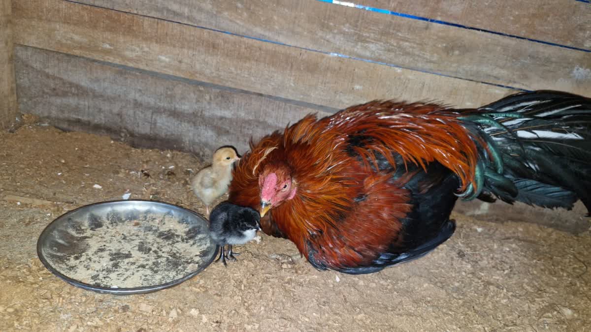 ROOSTER HATCHES EGG  EGG HATCHING IN HEN  UDINUR ROOSTER EGG  പൂവന്‍ കോഴി