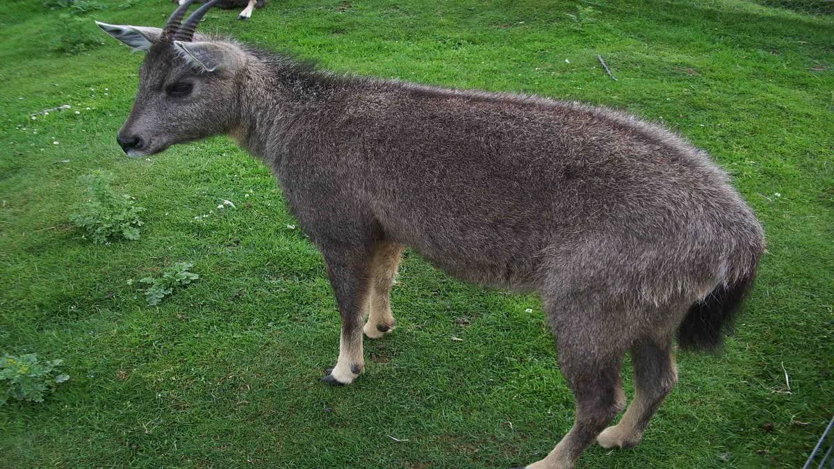 Himachal Protected Goral Illegal Hunting