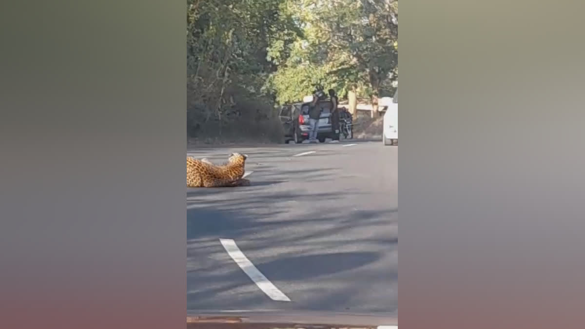 LEOPARD INJURED NADUKANI  LEOPARD HIT BY VEHICLE  വാഹനം ഇടിച്ച് പുലിക്ക് പരിക്ക്  നാടുകാണി പുലി