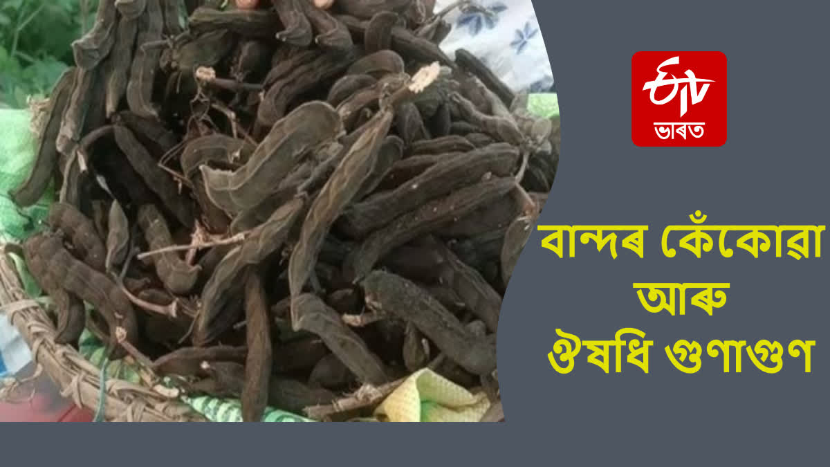 Cultivation of velvet bean on commercial basis in Assam and velvet bean have many health benefits