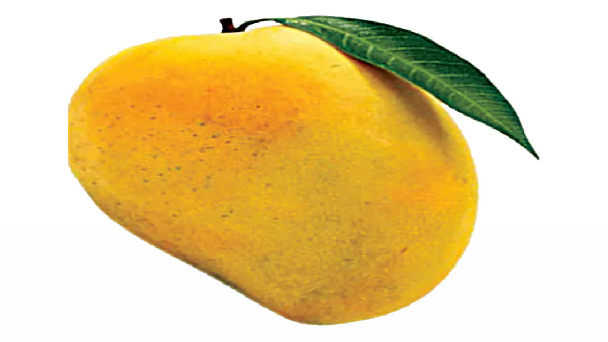 Ulavapadu Mangoes