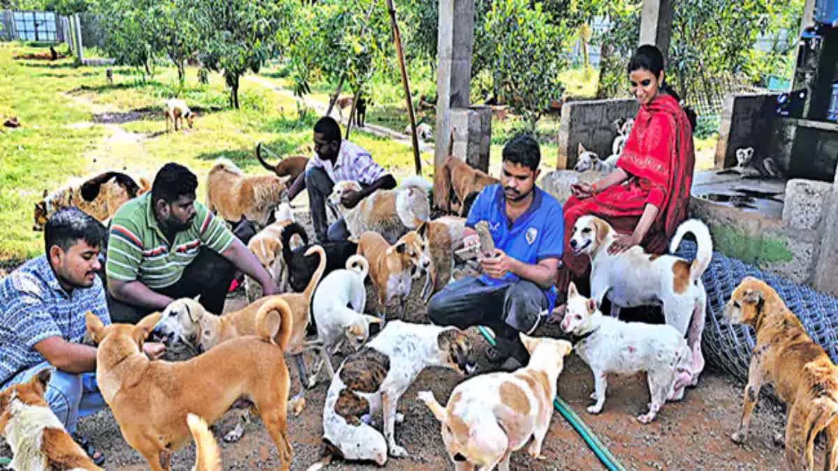 Some NGOS Rescue and Strive To Better World For Stray Animals