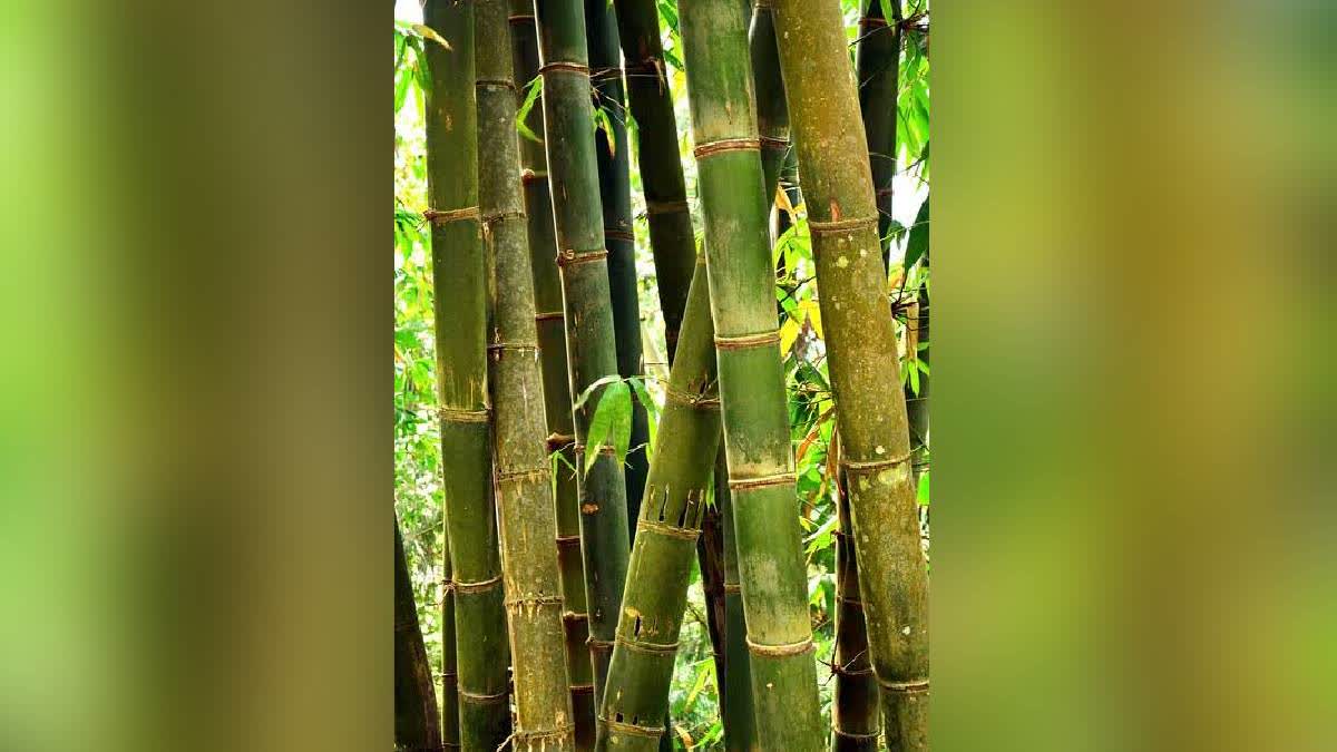 Bamboo Socks: Delhi-Based Company To Set Up Manufacturing Unit In Assam