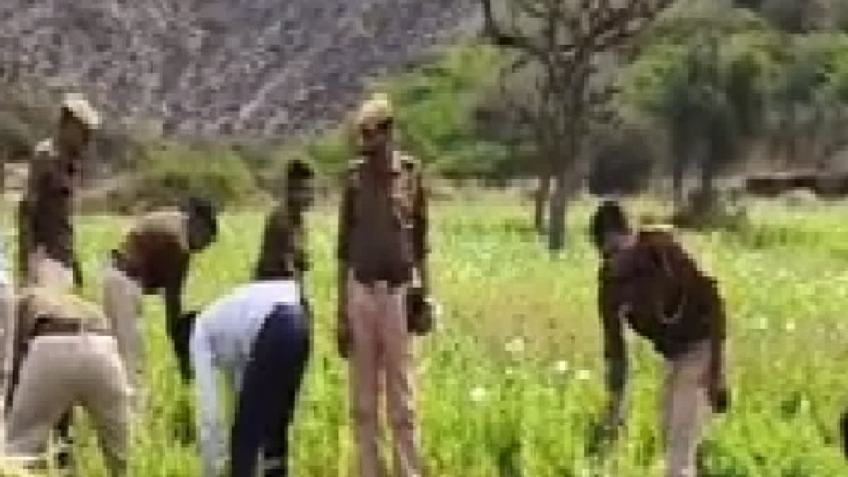 Policemen seizing illegal opium plants