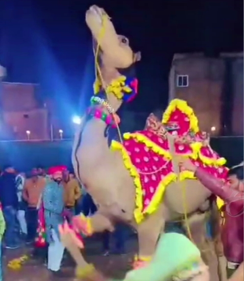 DANCING CAMELS DEMAND IN MP  CAMELS DEMAND IN WEDDINGS  DANCE TRAINING TO CAMELS IN INDORE  CAMELS DANCE SCHOOL IN DEWAS