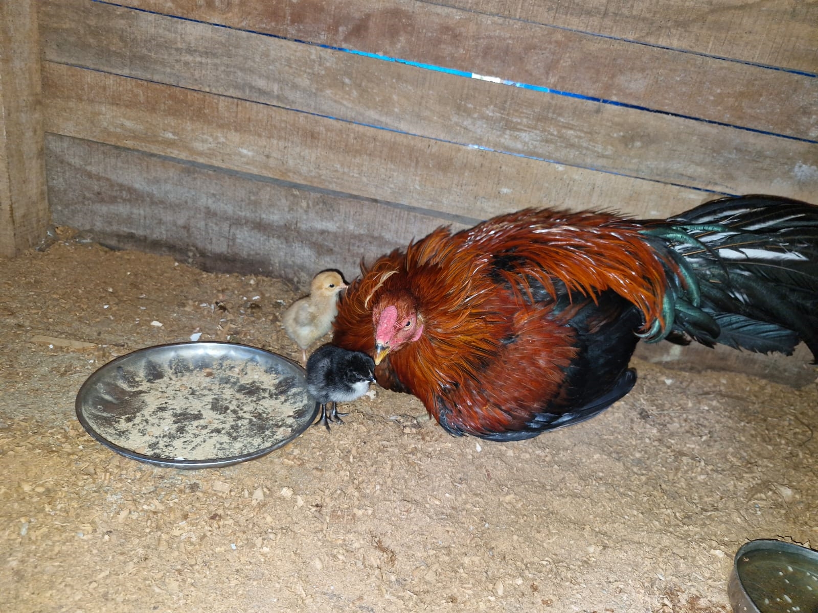 ROOSTER HATCHES EGG  EGG HATCHING IN HEN  UDINUR ROOSTER EGG  പൂവന്‍ കോഴി