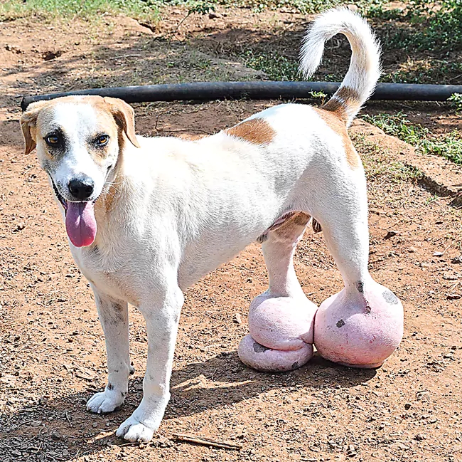 Some NGOS Rescue and Strive To Better World For Stray Animals