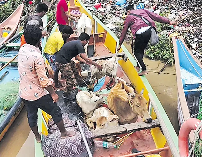 Some NGOS Rescue and Strive To Better World For Stray Animals