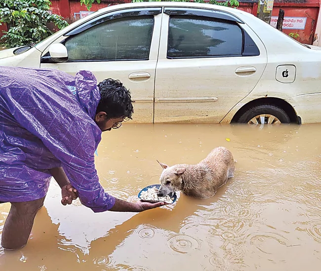 Some NGOS Rescue and Strive To Better World For Stray Animals