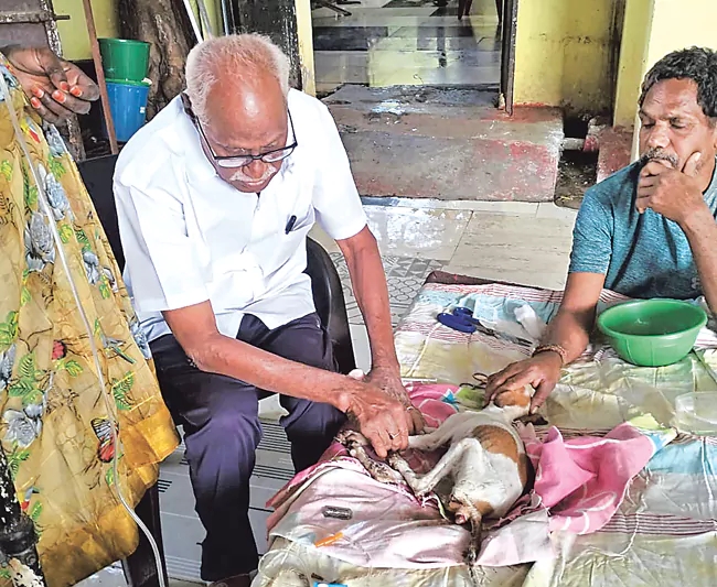 Some NGOS Rescue and Strive To Better World For Stray Animals