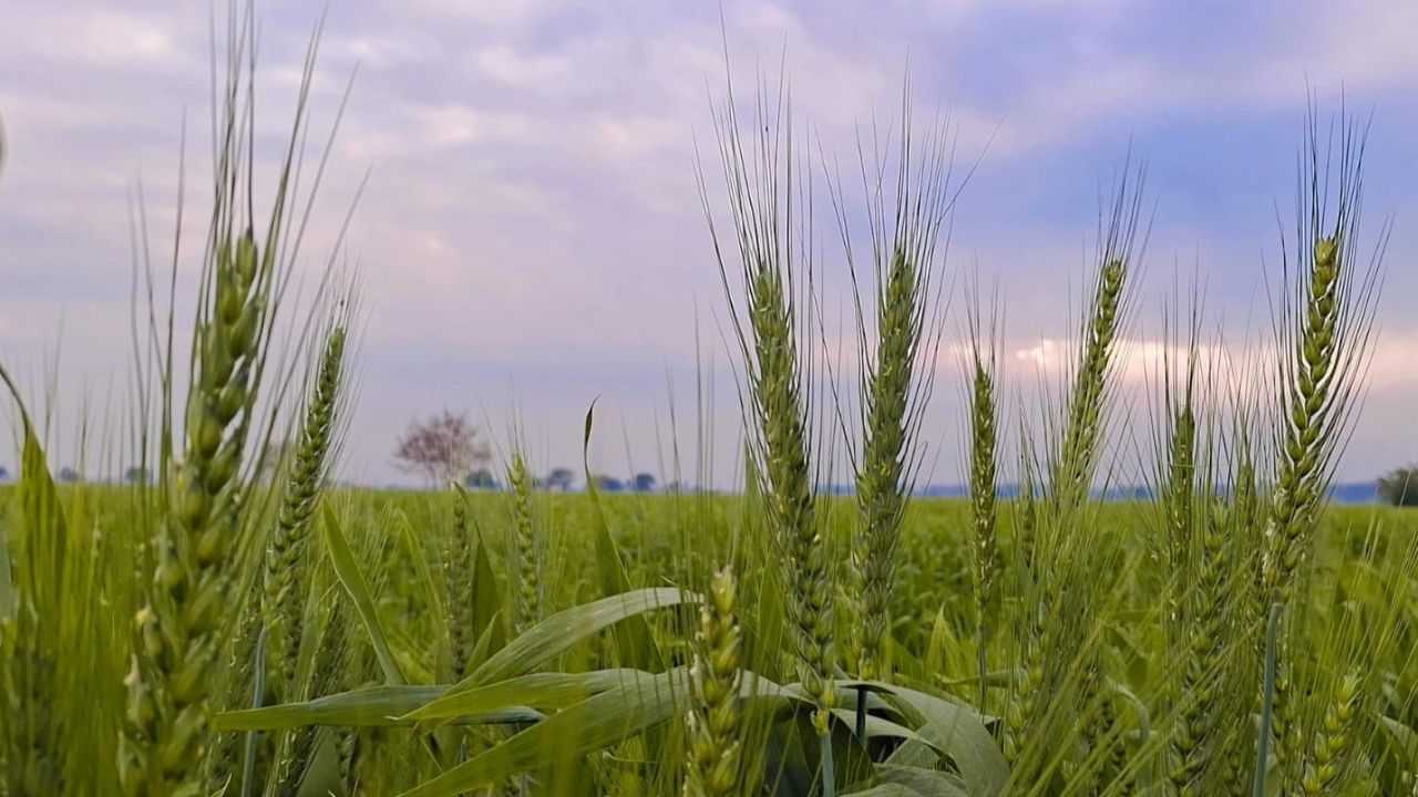 Farmers upset for crop damage