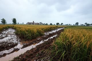 Haryana Weather Update