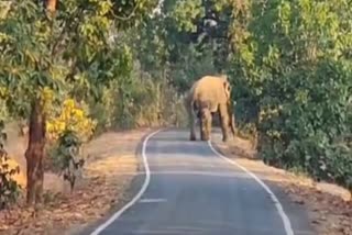 Wild Elephant In Garhwa