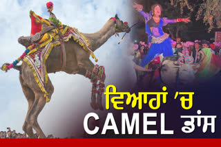 Camel Dance in Marriage Function Dance Training