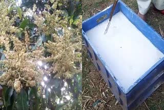 MANGO BLOSSOMS PROTECTION