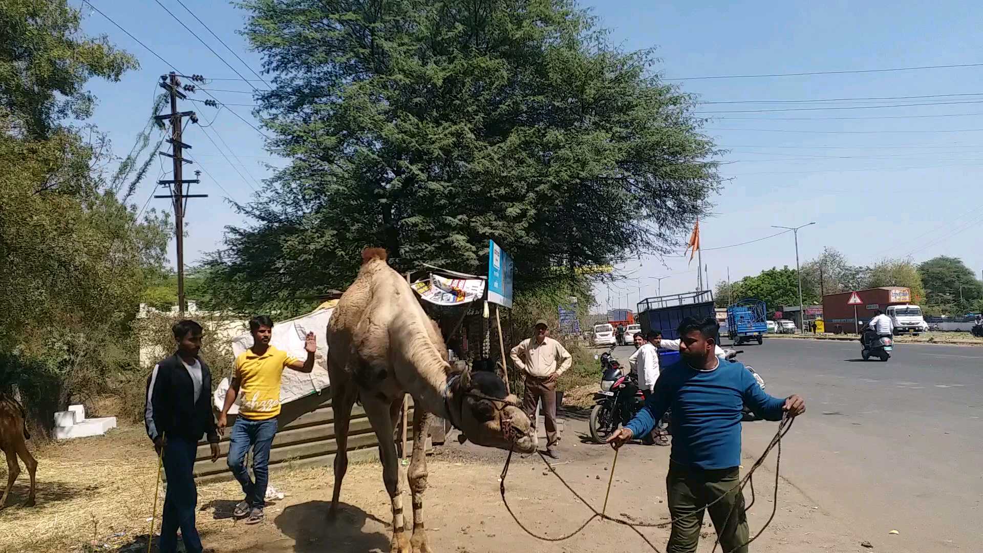 Indore camel dance training