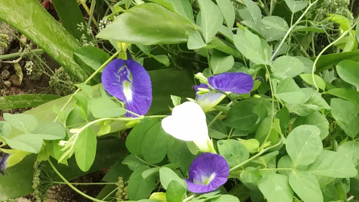 अपराजिता फुलाचे आयुर्वेदात विषेश महत्त्व, जाणून घ्या फायदे - Aprajita ...