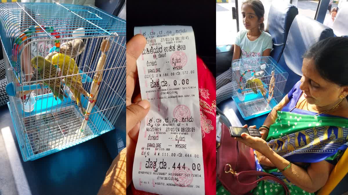 BENGALURU  TICKET FOR 4 LOVE BIRDS  KSRTC BUS TICKET BIRDS  LOVE BIRDS IN KSRTC BUS